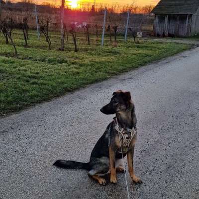 Hundetreffen-Zum Spielen und Trainieren