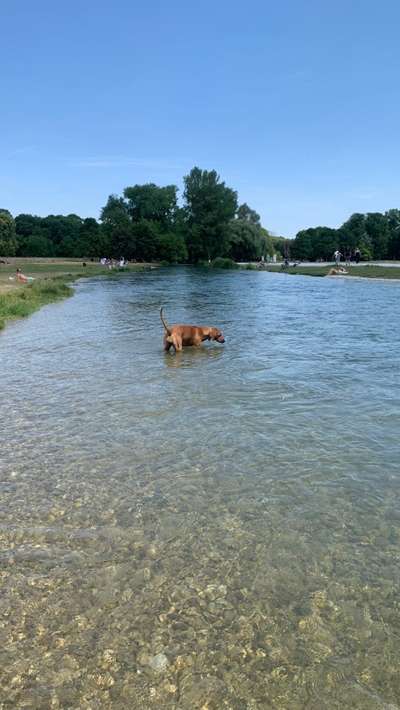 Rhodesian Ridgeback-Beitrag-Bild