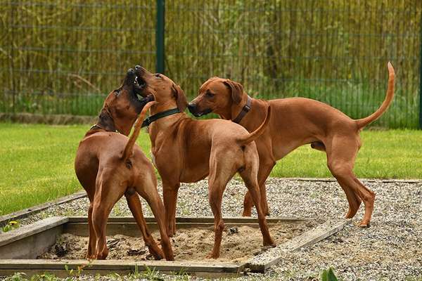 Rhodesian Ridgeback-Beitrag-Bild