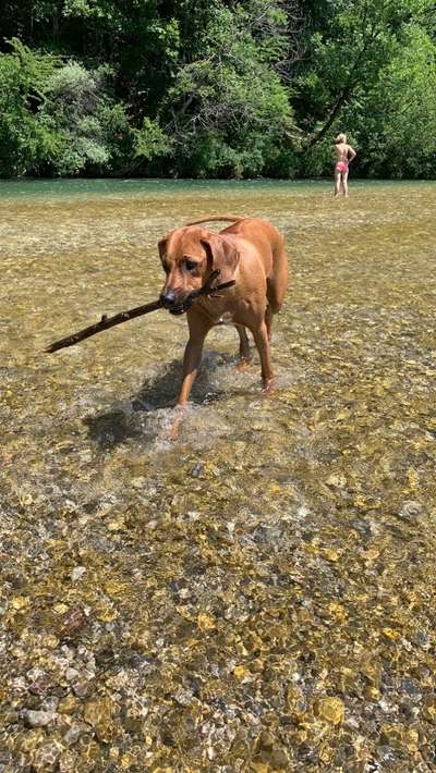 Rhodesian Ridgeback-Beitrag-Bild