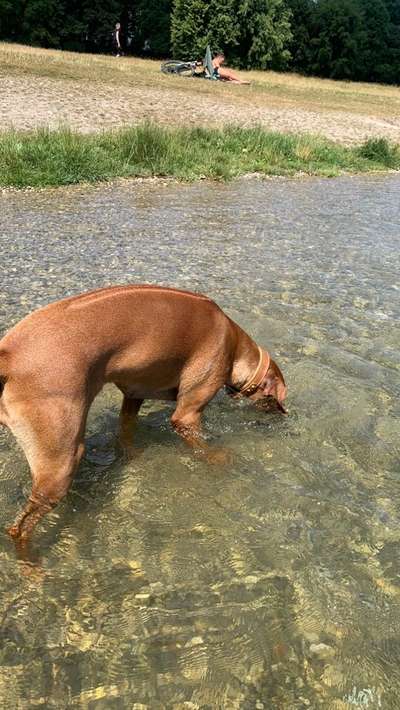 Rhodesian Ridgeback-Beitrag-Bild