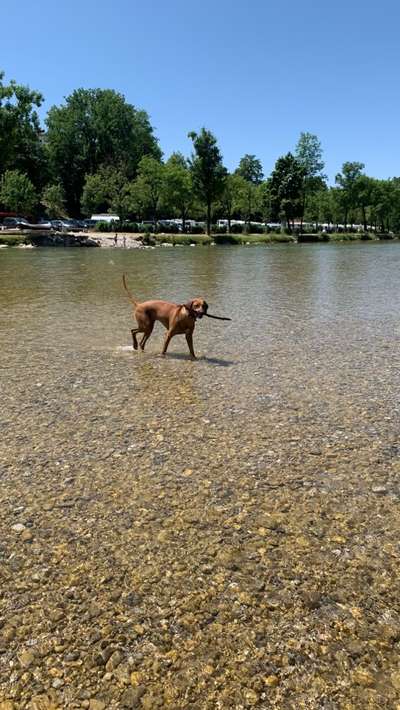 Rhodesian Ridgeback-Beitrag-Bild