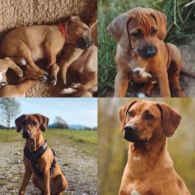 Rhodesian Ridgeback-Beitrag-Bild