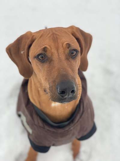 Rhodesian Ridgeback-Beitrag-Bild