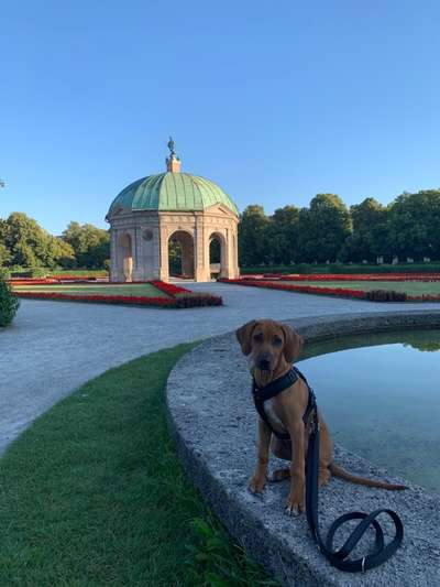 Rhodesian Ridgeback-Beitrag-Bild