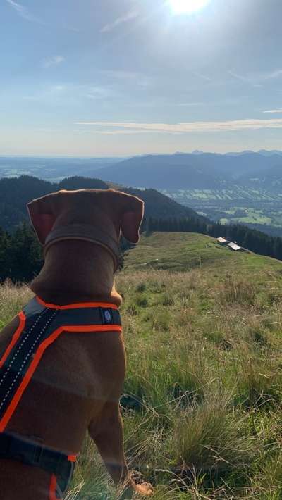 Rhodesian Ridgeback-Beitrag-Bild