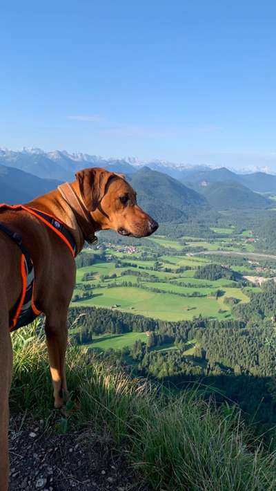 Rhodesian Ridgeback-Beitrag-Bild
