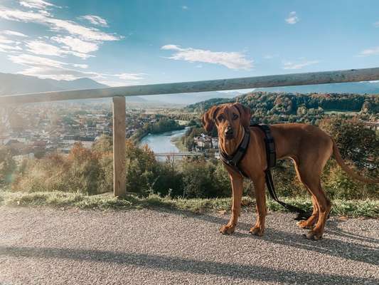 Rhodesian Ridgeback-Beitrag-Bild