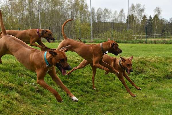 Rhodesian Ridgeback-Beitrag-Bild
