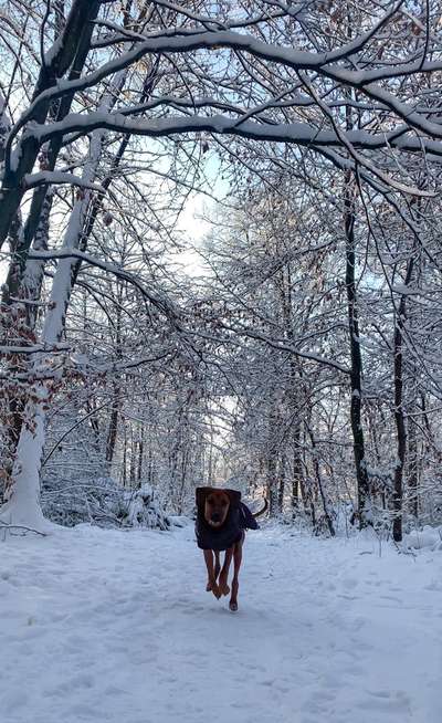 Rhodesian Ridgeback-Beitrag-Bild