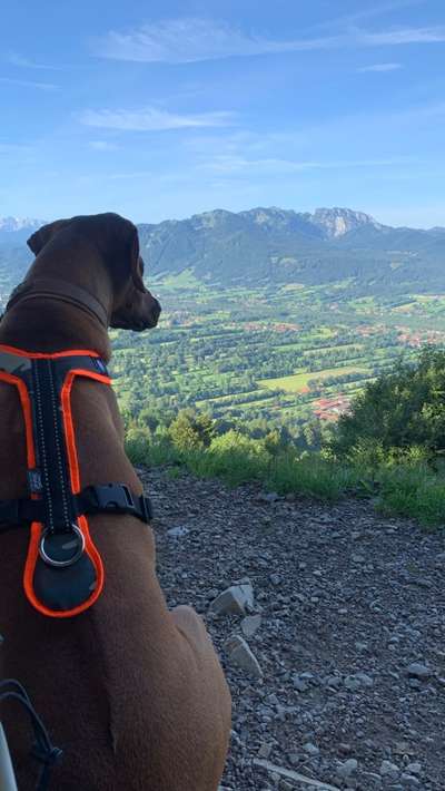 Rhodesian Ridgeback-Beitrag-Bild