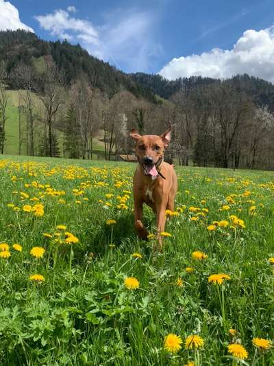 Rhodesian Ridgeback-Beitrag-Bild