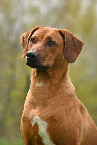 Rhodesian Ridgeback-Beitrag-Bild