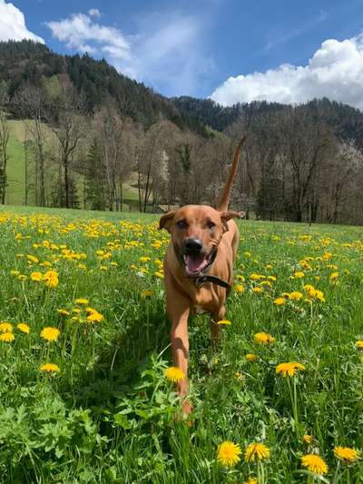 Rhodesian Ridgeback-Beitrag-Bild