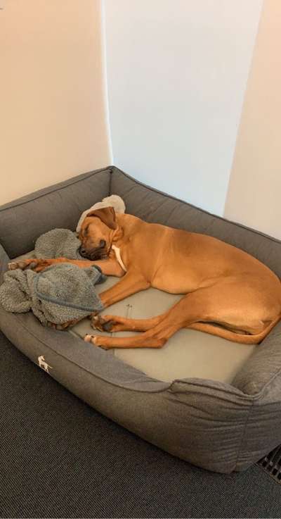 Rhodesian Ridgeback-Beitrag-Bild