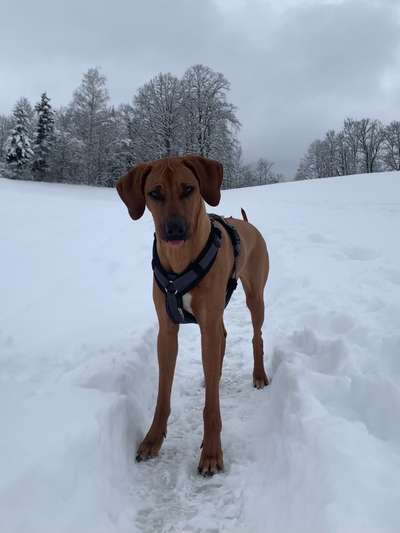Rhodesian Ridgeback-Beitrag-Bild