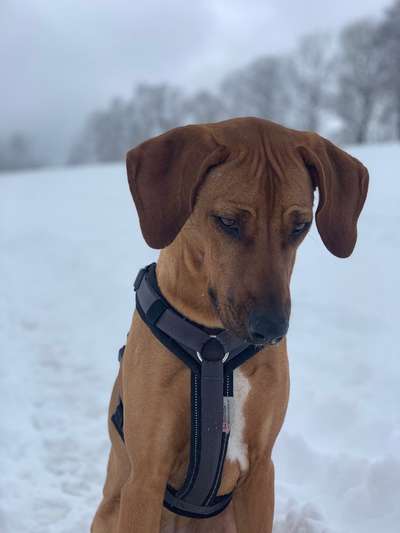Rhodesian Ridgeback-Beitrag-Bild