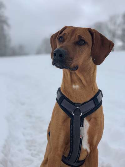 Rhodesian Ridgeback-Beitrag-Bild