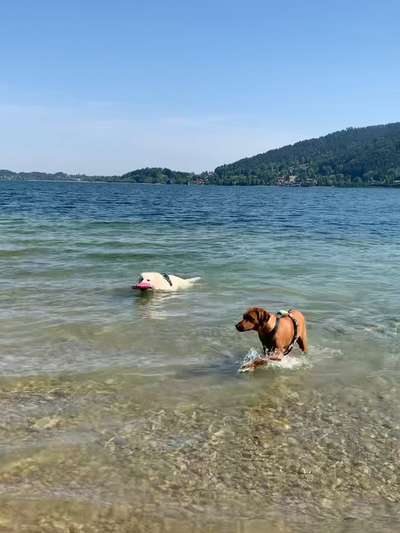 Rhodesian Ridgeback-Beitrag-Bild