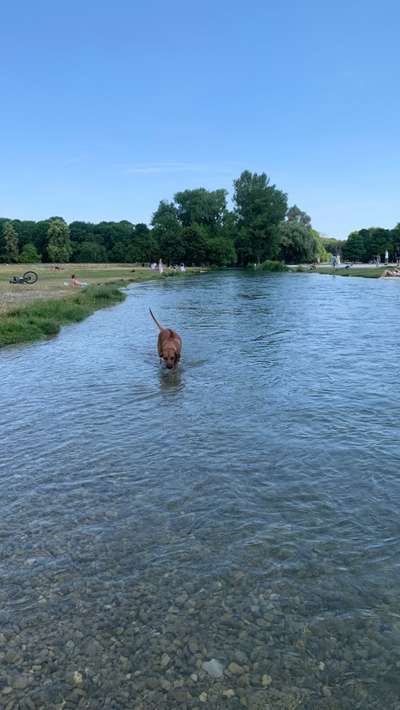 Rhodesian Ridgeback-Beitrag-Bild