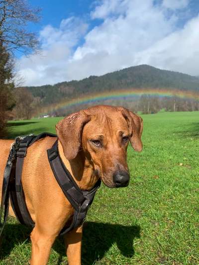 Rhodesian Ridgeback-Beitrag-Bild