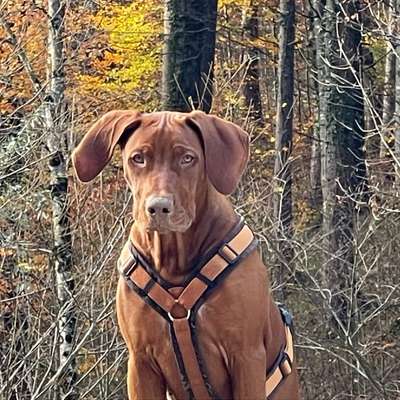 Hundetreffen-Suchen Spiel- und Gassigehen ohne Leinepartner für 1-2 x wöchentlich, nachmittags-Bild