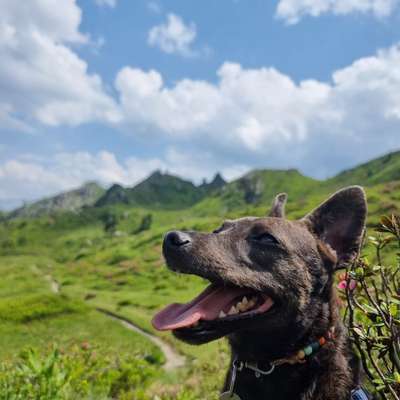 Hundetreffen-Hundezone mit sehr schüchterner Minimaus