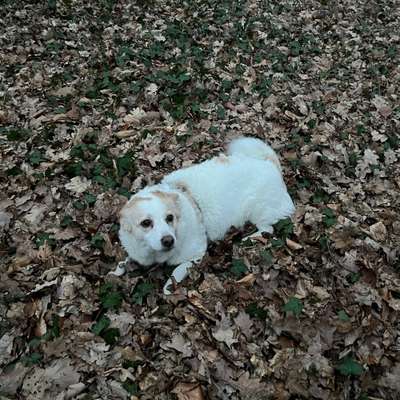 Hundetreffen-Spazieren am Kanal-Profilbild