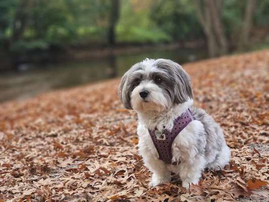 Hundetreffen-Gassifreunde gesucht!-Bild