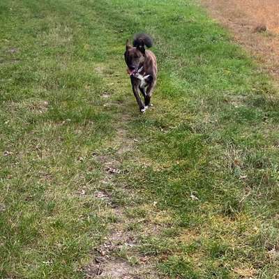 Hundetreffen-Spiel & Gassitreffen-Bild