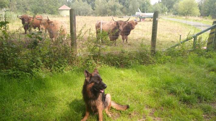 Deutsche Schäferhunde, Belgische Schäferhunde.-Beitrag-Bild