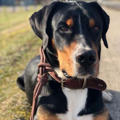 Hundetreffen-Wer kommt mit? https://dogorama.app/de-de/auslaufgebiete/40724_Hilden/Hundewiese_Jaberg-8HdKM6nZpx0J