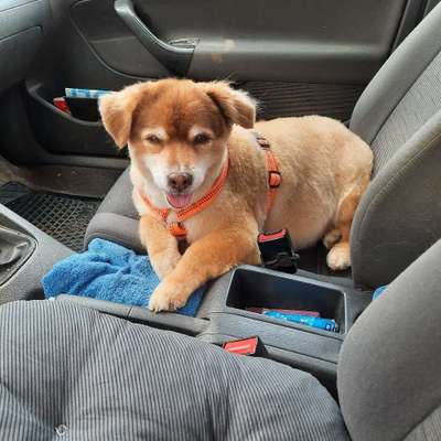 Hundetreffen-Alte Hunde 🐕 ältere Menschen mit oder ohne Rollator oder sonstige Gehhilfe Alter nach oben offen