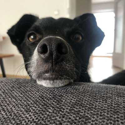 Hundetreffen-Social-Walk, Gassi-Runde-Bild