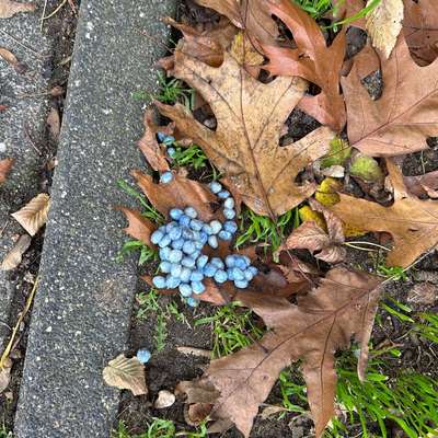 Giftköder-Vermutlich Gift oder Ähnliches-Bild