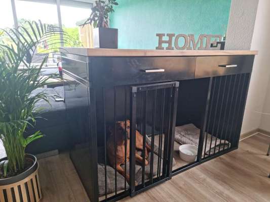 11 monate junghund bringt mich zum verzweifeln-Beitrag-Bild