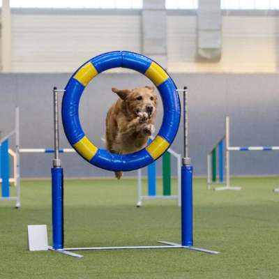 Hundetreffen-Agility Training-Bild