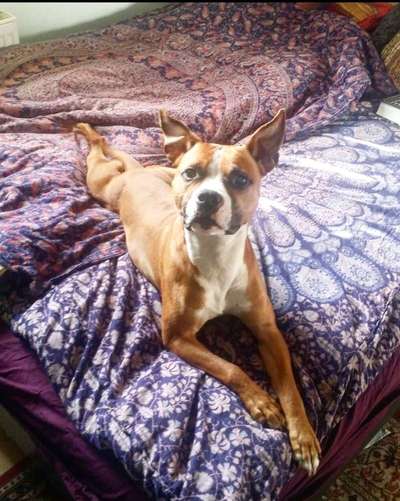 Mischlinge raten - Rätselspaß-Beitrag-Bild