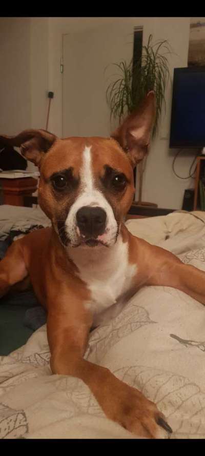 Mischlingshunde Foto Aufruf-Beitrag-Bild