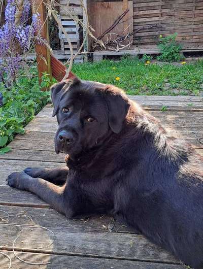 Mischlinge raten - Rätselspaß-Beitrag-Bild