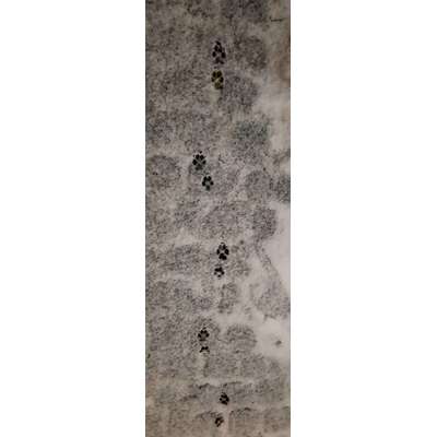 Gangbild/-analyse-Beitrag-Bild