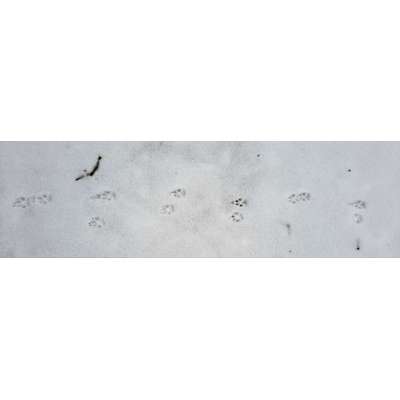 Gangbild/-analyse-Beitrag-Bild