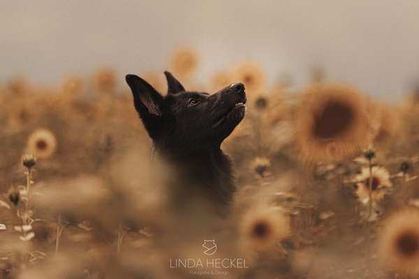 %{de_profession_title}-Hundefotografie-Bild