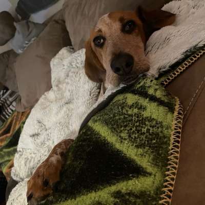Hundetreffen-Neue Spielgefährten gesucht-Bild