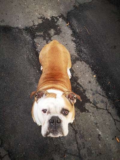 Welpenfotos-Beitrag-Bild