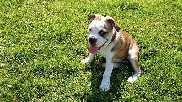 Welpenfotos-Beitrag-Bild