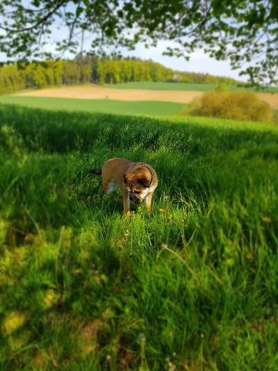 Hundetreffen-Gassi und Spielrunde-Bild