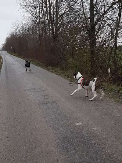 Hundetreffen-Gemeinsam gassi gehen-Bild