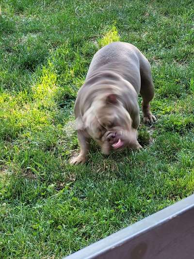 Olde English Bulldogge-Beitrag-Bild
