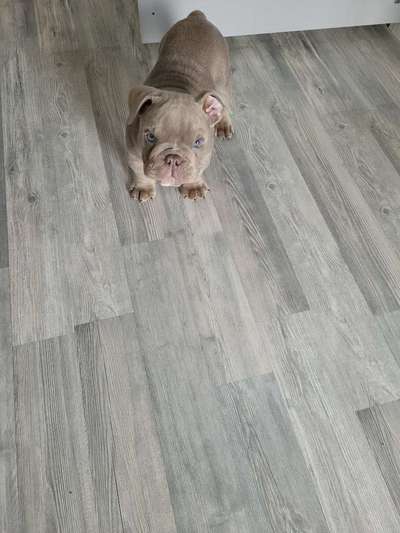 Olde English Bulldogge-Beitrag-Bild